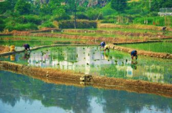Cancer-Causing Arsenic Is Building Up in the World’s Rice