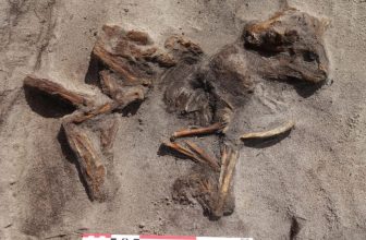Metal Detectorist Discovers Rare Boat Grave Containing Viking Woman and Her Dog