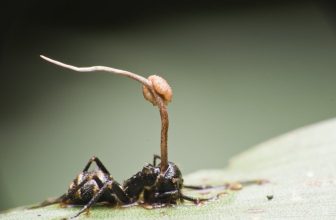 Meet the Real Zombies That Exist Everywhere Around Us