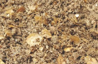 Ancient DNA Unlocks the Secret Recipe of Roman Fish Sauce