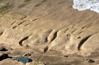 Mysterious Petroglyphs Reemerge on Oahu Beach