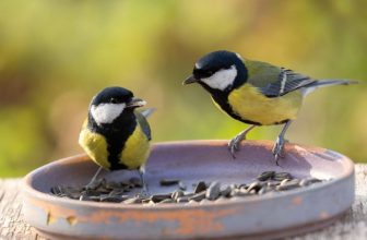 Great Tits Sometimes Break Up, Bird Researchers Find